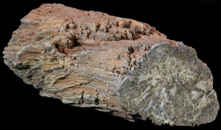 Polished Petrified Wood (Arucaria) Limb - Amarillo, Texas #56215